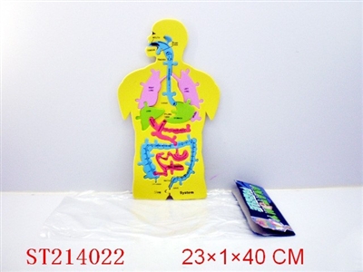 带卡英文人体器官 - ST214022
