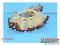 ST102608 - ACCOUTERMENT