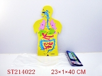 ST214022 - 带卡英文人体器官